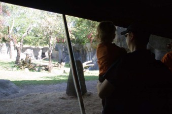 Watching the Gorillas
