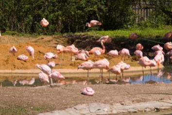 Stand of Flamingos